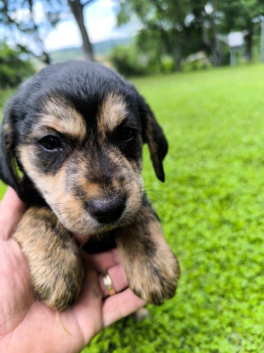 Donez pui metis labrador