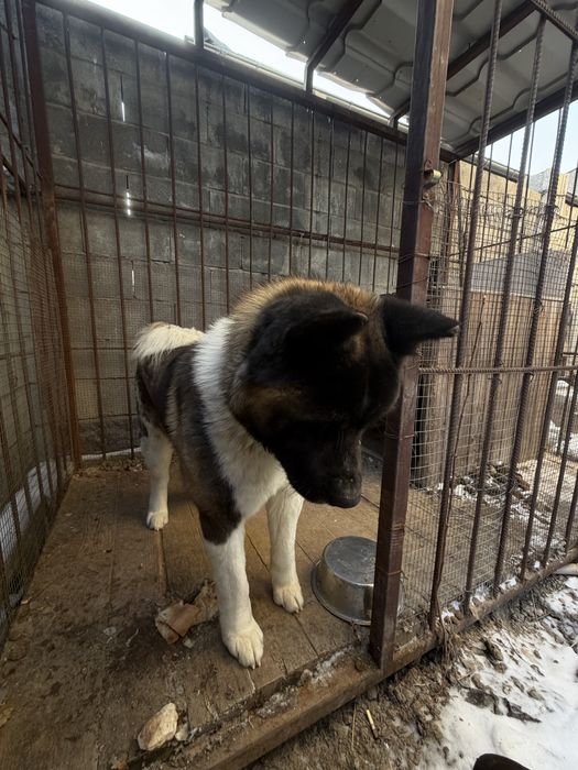 Акита амереканская