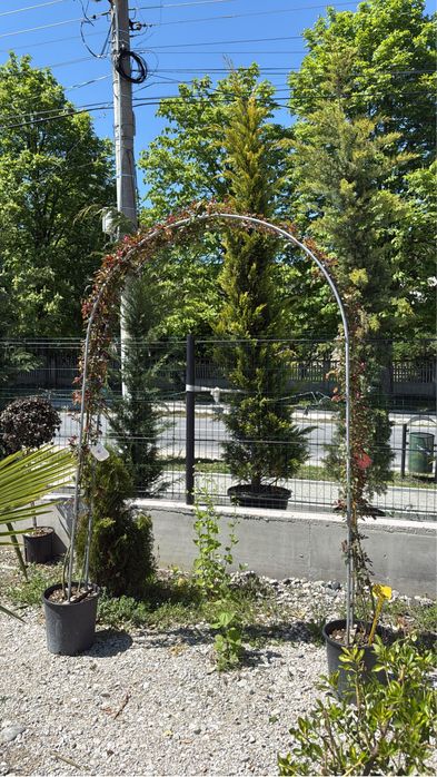 Vand plante ornamentale calitate extra