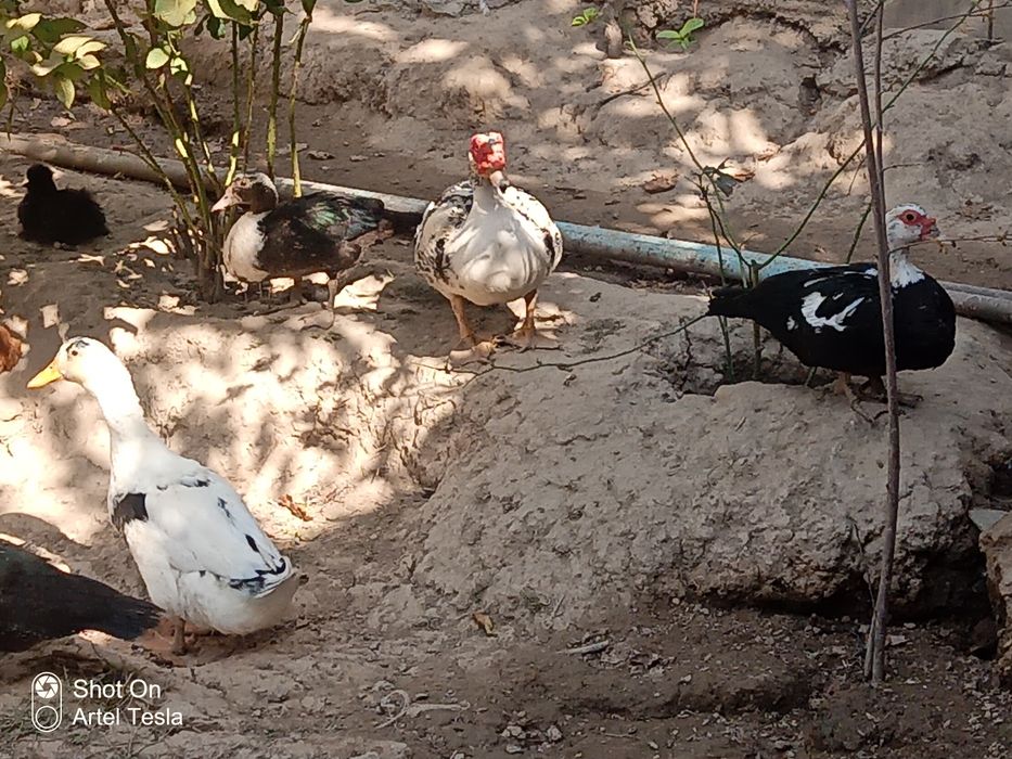 Indiutkalar va oʻrdak bor !