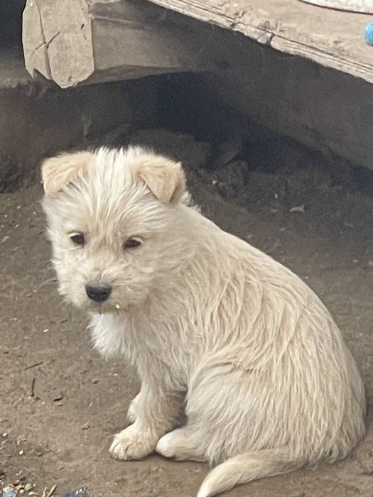 Dau spre adoptie caini