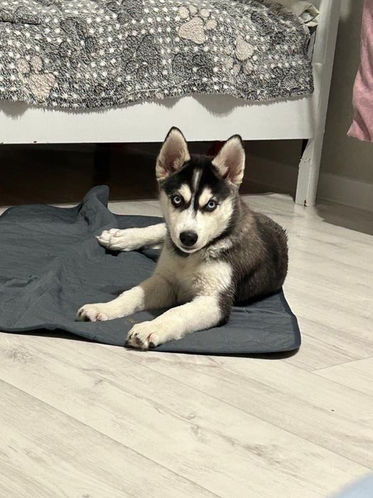 Щенок ХАСКИ [Голубоглазый]