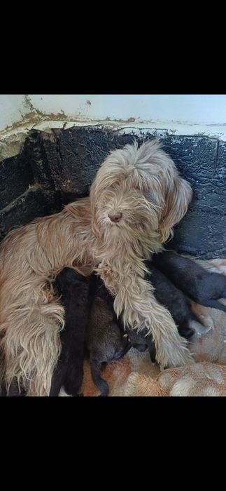 Күшіктер бар 2 қыз