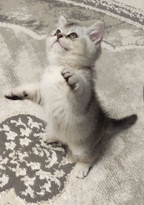 Шикарный  мальчишка серебристая шиншилла