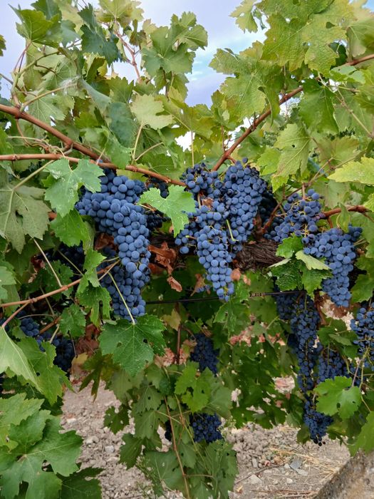 Продавам грозде Каберне совиньон и червен мискет