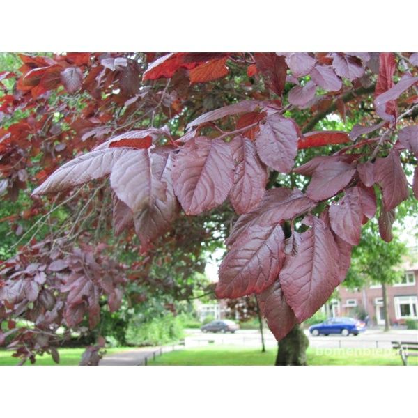 Prunus Nigra Cerasifera