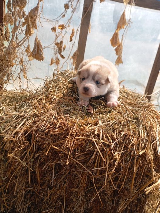 Продажа щенков Лайки