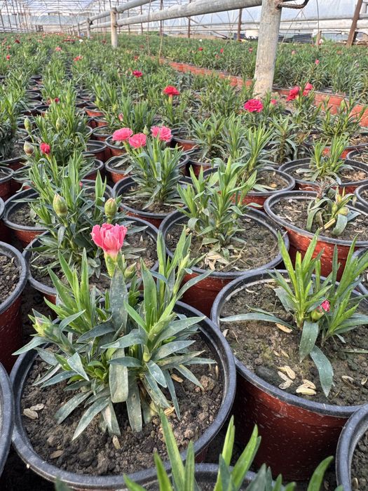 Хризантемма летняя и мультифлора