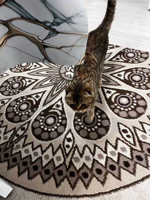 Шатланский котик