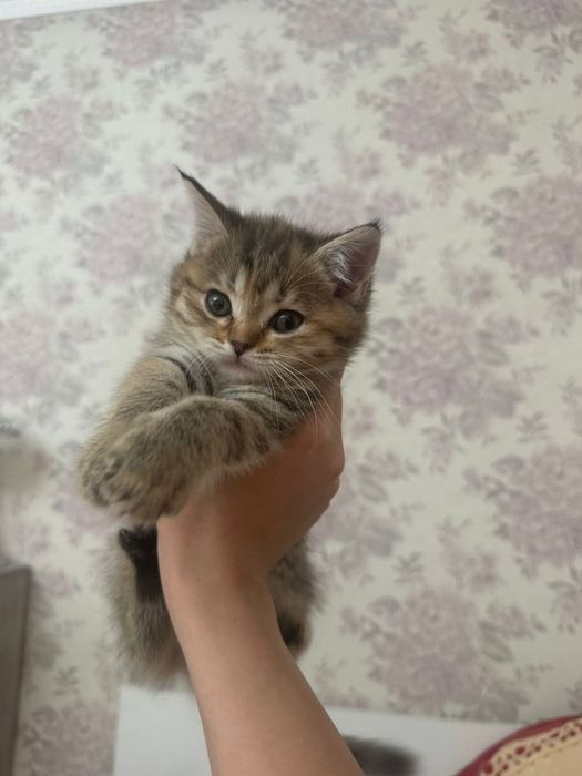 Продается шотландская шиншилла