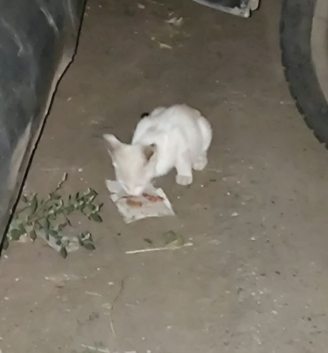 Котенок бесплатно