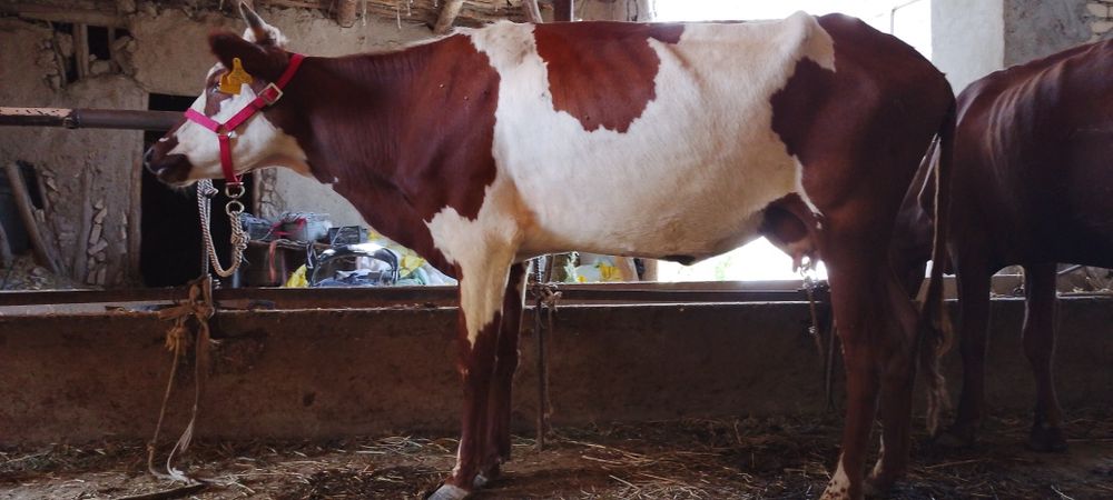 Ona bola sigir sotiladi kafolati bilan