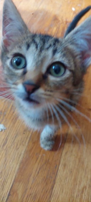 Котята. 4 месяца.