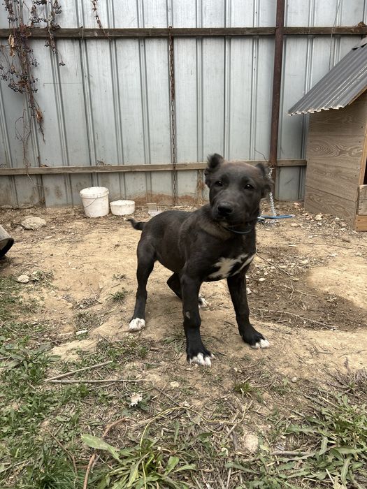 Продам Щенка Помесного девочка