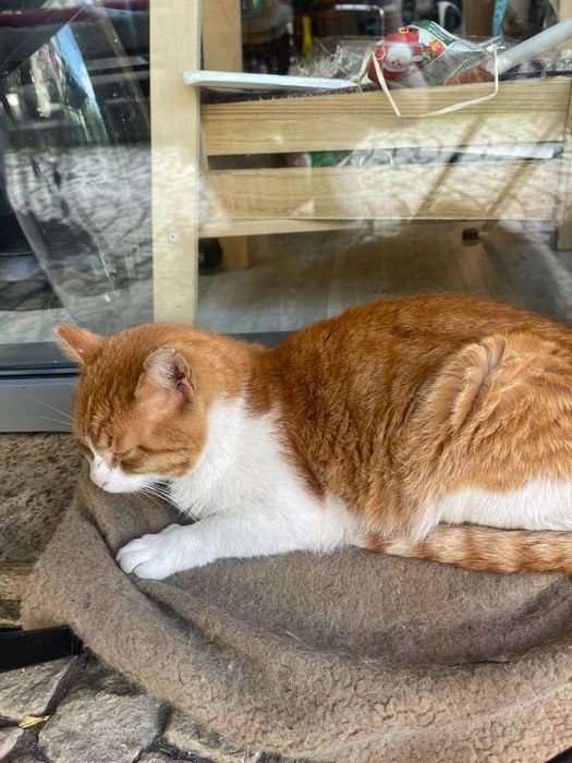 Котета на 1,5 години в София