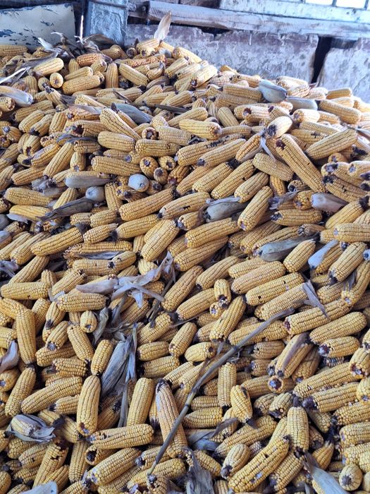 Vând porumb știulete