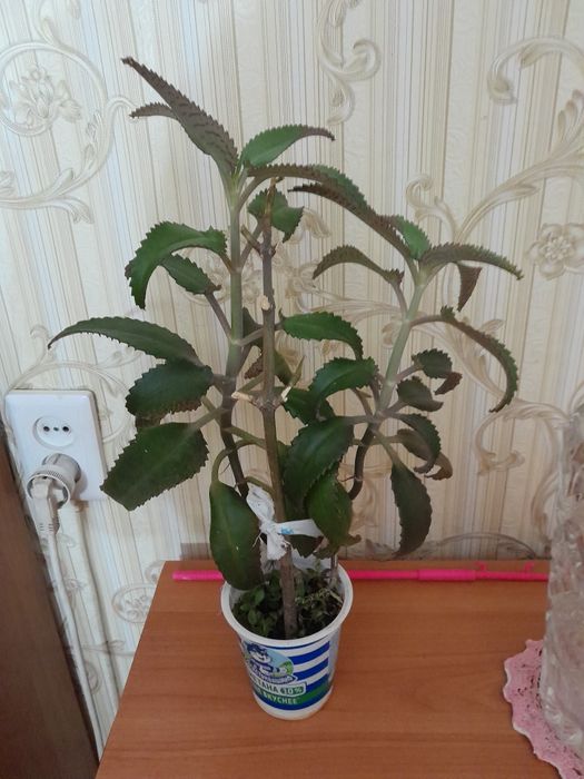 Каланхоэ лечебный продам