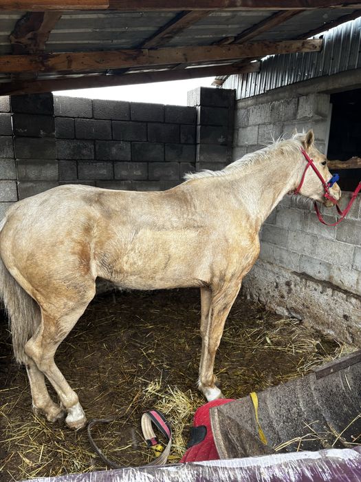 Құнан сатылады еркек