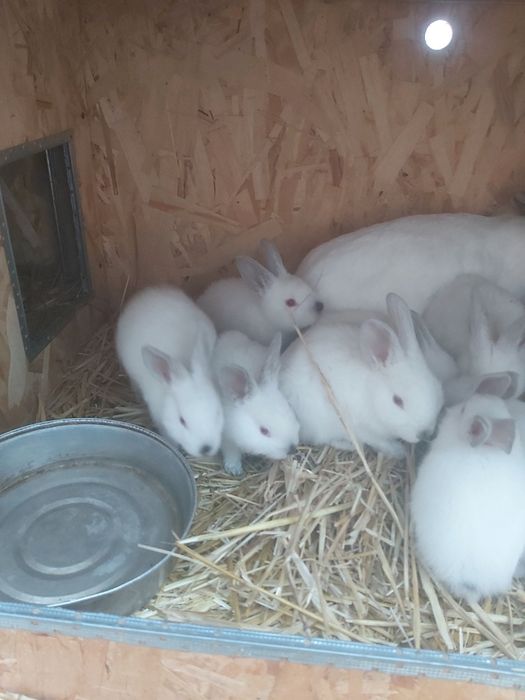 Продаются кролики крольчата куен болалари  онаси билан. Калифорния зот