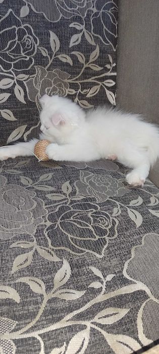 Вислоухие британские котята