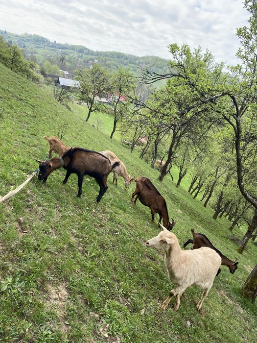 Vand capre alpine franceze