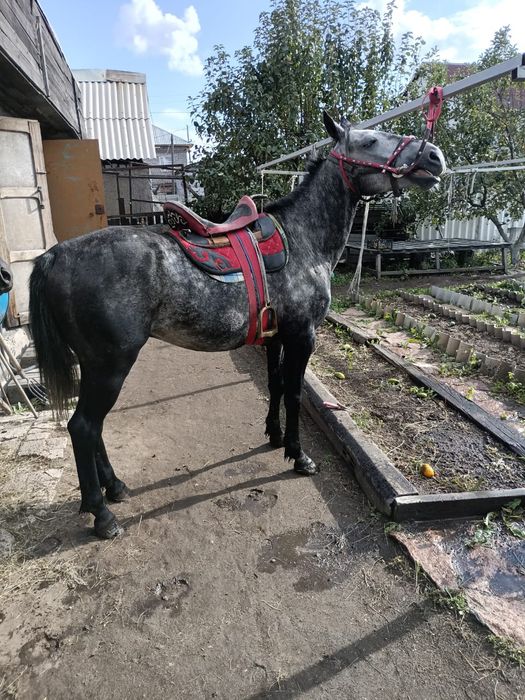 Продаётся жеребец