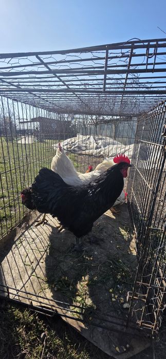 Cocosi australop alb negru liliputi fazani