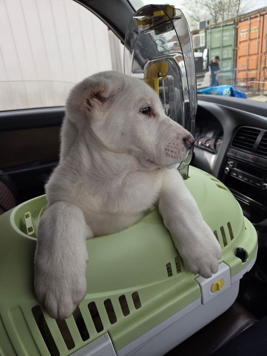 АЛАБАЙ ТОЗА сотилади