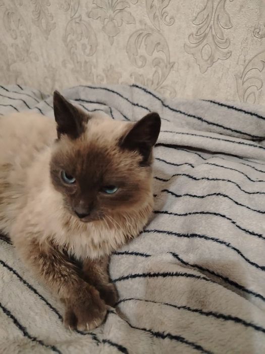 Заберите сиамочку, оплачу стерилизацию