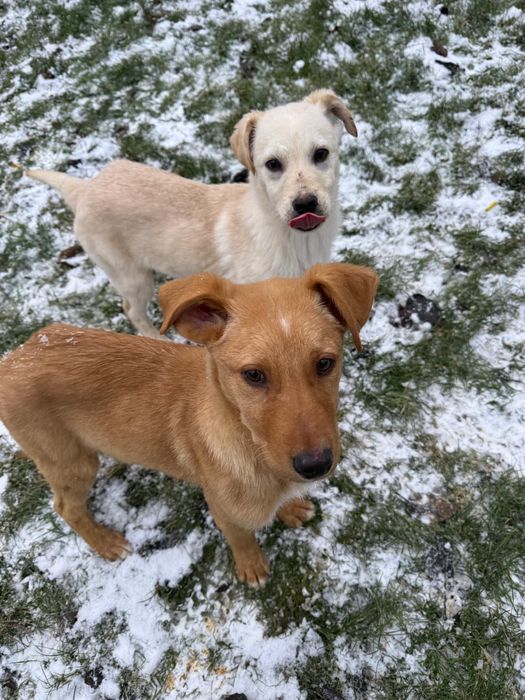 Donez pui de cățel