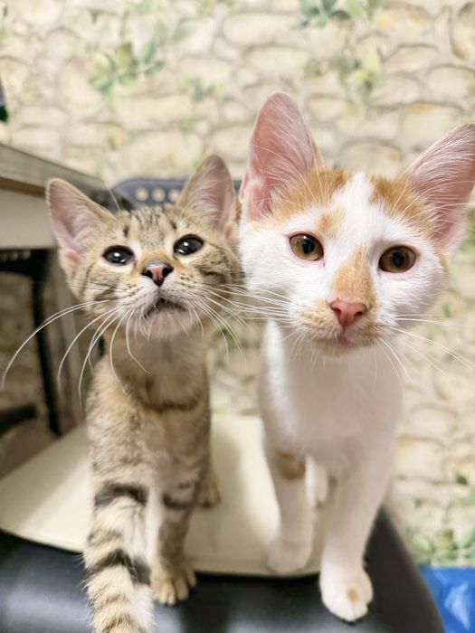 Adoptie pereche motan si pisica