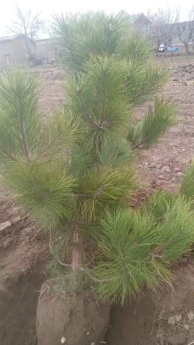 Qrim majvinik sasna tuya bor