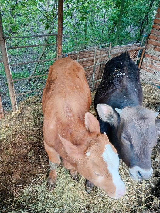 Vând viței tăurași