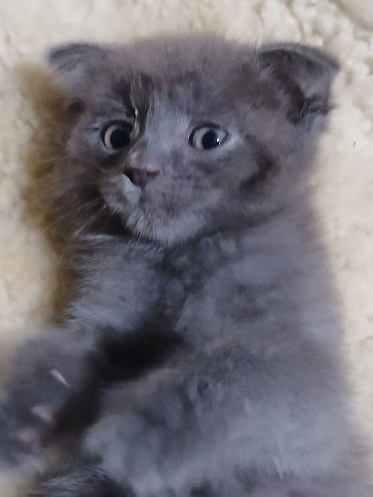 Шатланские котята чистые