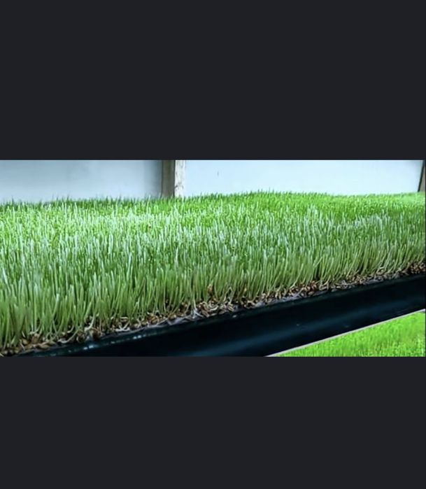 Gidraponika bugdoy undrish