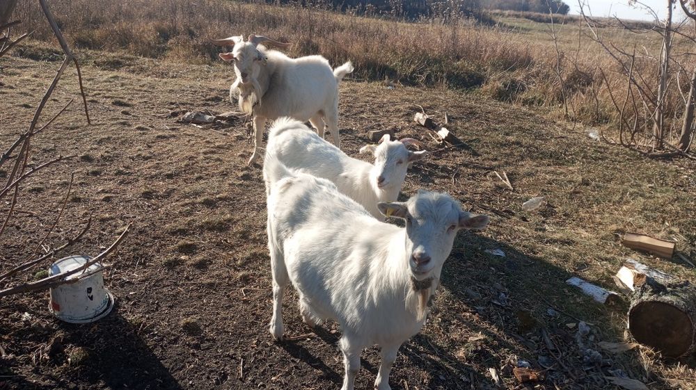 Продам козу и козла, козочку