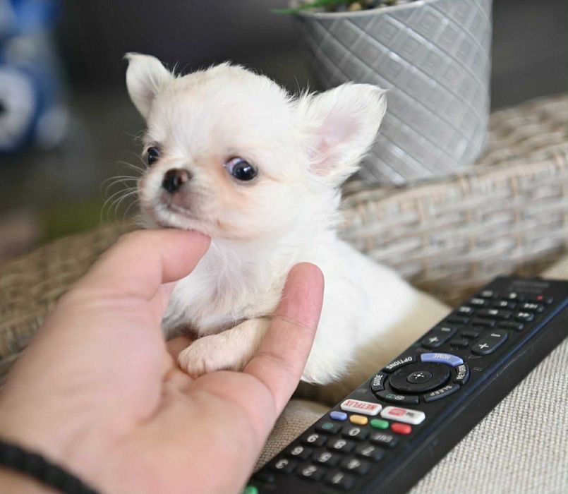 Мъжко дългокосместо мини чихуахуа