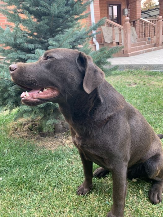 Вязка Лабрадор Ретривер кобель