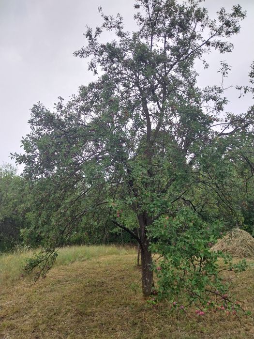 Prune neculese 0,45 ron/ kg