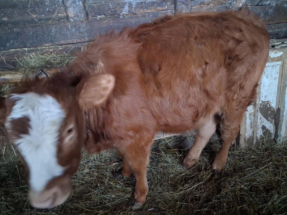 De vanzare Vitea baltată