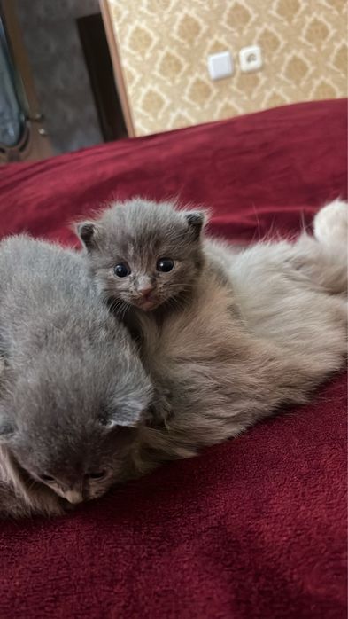 Вислоухие британские котята