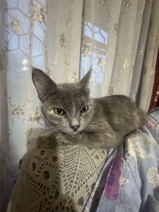 Отдам кошку в хорошие руки