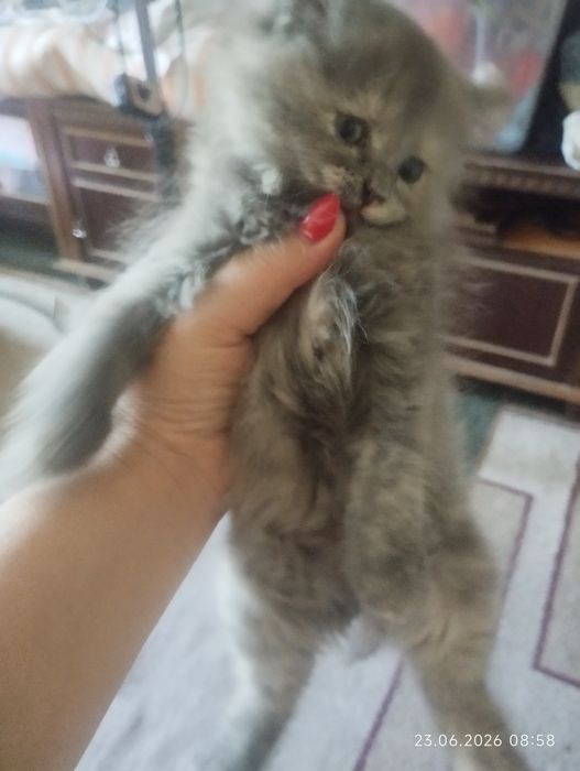 Продаются котята