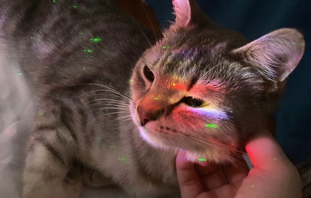 Домашняя кошечка