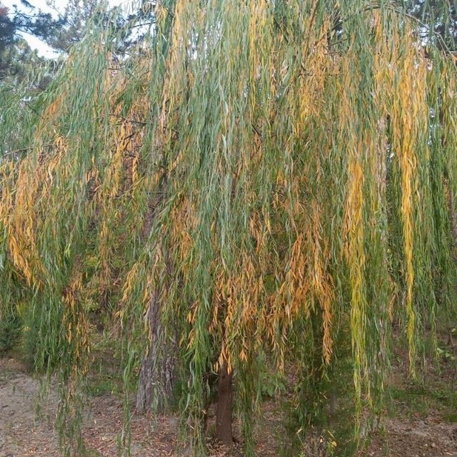 Archa koʻchatlar xar xil manzarali dekrativni koʻchatlarimiz bor