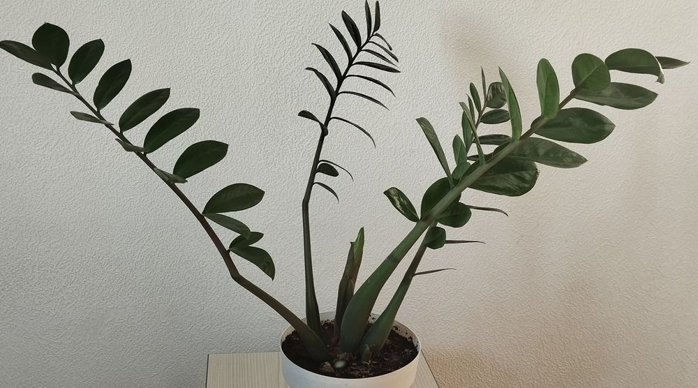 Пальму , Замиокулькас - долларовое дерево