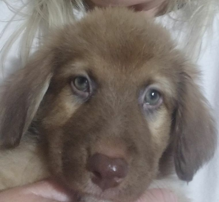 Отдам в добрые руки