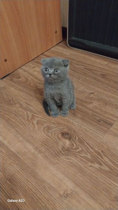 Скоттиш фолд 2.5 ойли