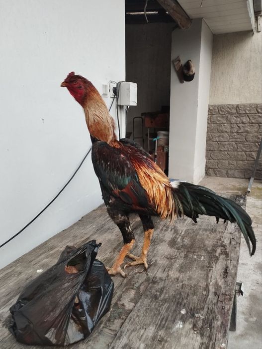 Dakang xuroz  toza Saman sotiladi.500ming