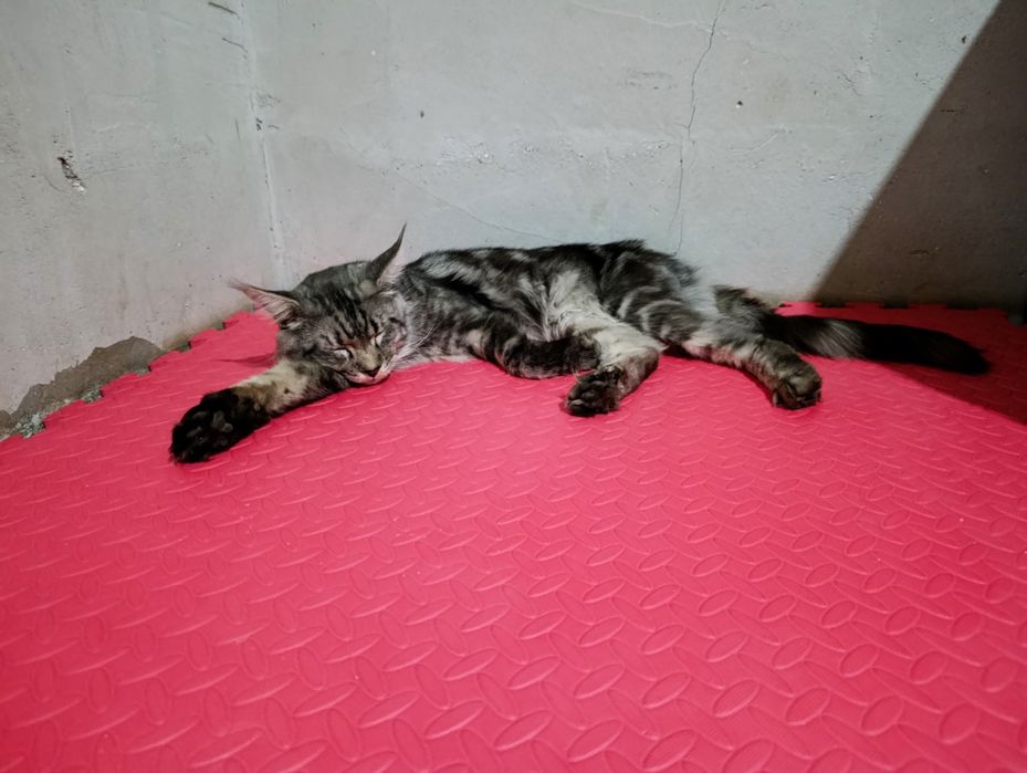 Кот 1.5 год Мейн кун